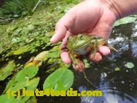 /home//u458753944/public_html/sourcegallery/////Frogs/Bullfrogs 2016-08 Ontario/P8120037.JPG